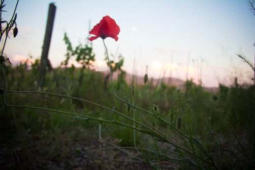 Abendruhe in Collalto