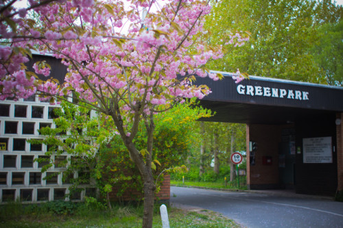 Sakura an der Einfahrt, einfach rein, am nächsten Tag zahlen