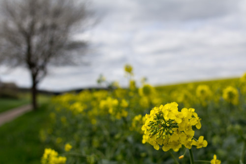 Wollersheim Neffesbach Rapsfelder