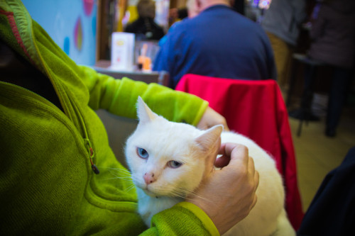 Und die obligatorische Katze zu Besuch. 