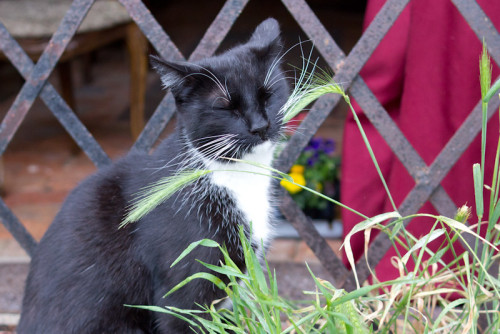 Der obligatorische Katzencontent: Stadtkater reinigt den Magen mit Stadtgerste