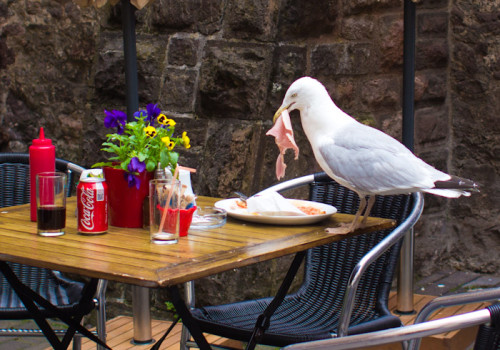 Exeter Café und Möwe