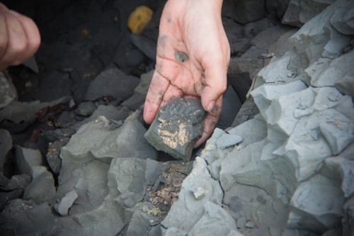 Fossilienfunde Charmouth Beach