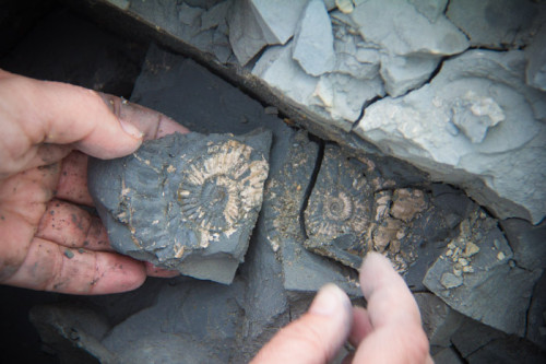 Fossilienfunde Charmouth Beach