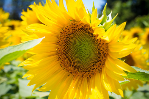 Es ist Sommer (Symbolfoto)