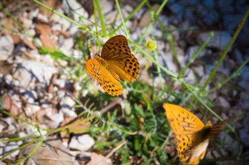 Wanderung-Provence-Jean-Jaume-Fontaine-de-Vaucluse-Fauna-7414