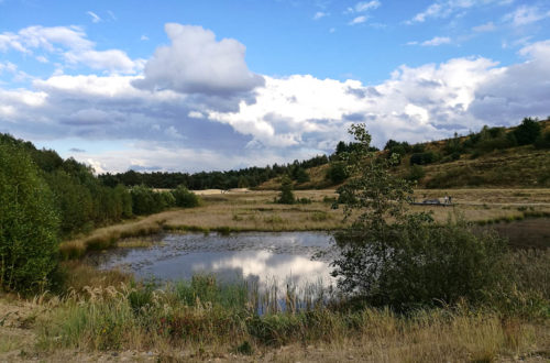 Nationalpark Wanderung Hoge Kempen