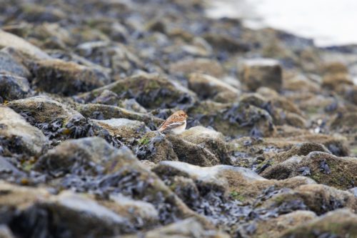 Wohnmobil Friesland Winter Wattenmeer