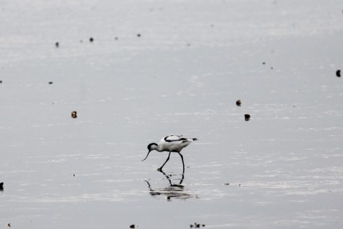 Wohnmobil Friesland Winter Wattenmeer