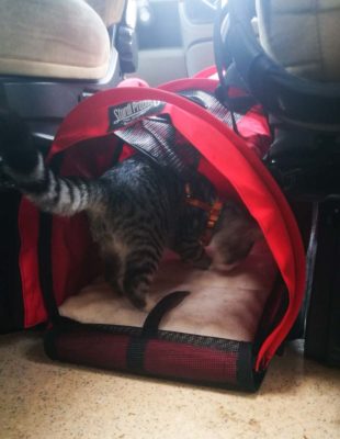 Katzen im Womo Tasche