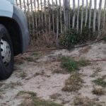 Kater sitzt vor Womorefen im Sand