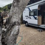 Kater sitzt im Baum vor dem Womo