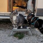 Zwei Kater vor dem Eingang eines Womo-Kastenwagens schauen sich ins Gesicht